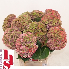 Hydrangea Rodeo Red Classic 60cm 18-20cm Hd