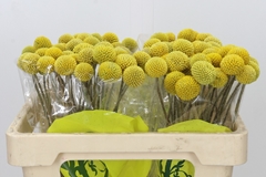 Craspedia Globosa Paintball Popup 50cm