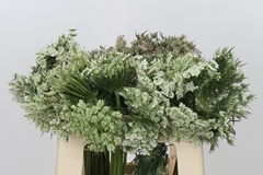 Daucus Carota Dara 50cm