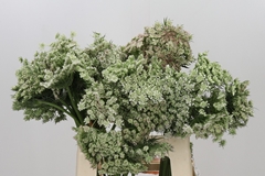 Daucus Carota Dara 60cm