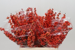Ilex Verticillata Oudijk's Orange 45cm