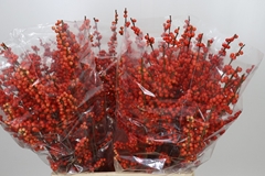 Ilex Verticillata Oudijk's Orange 70cm