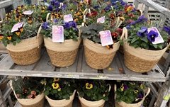 Bedding Plant Arrangements 29Ø 22cm