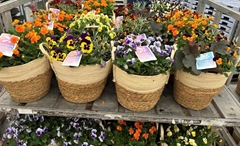 Bedding Plant Arrangements 29Ø 22cm