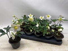 Helleborus Niger 12Ø 22cm