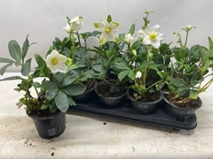Helleborus Niger 12Ø 26cm