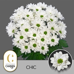 Chrysanth Spray Chic 70cm 85gr.