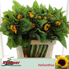 Helianthus Sunrich Orange 80cm