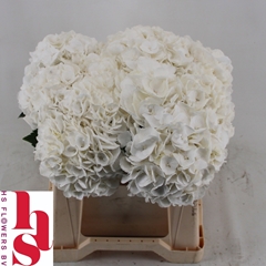 Hydrangea Royal Princess 40cm 13-15cm Hd