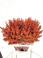 Ilex Verticillata Winter Gold 90cm