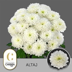 Chrysanth Spray Altaj 70cm 115gr.