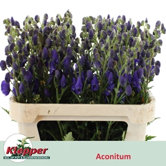 Aconitum Carmichaelii Arendsii 70cm