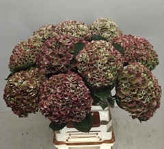 Hydrangea Revolution Classic 65cm 15-17cm Hd