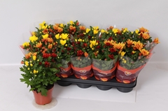 Chrysanth Mix 12Ø 26cm