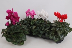 Cyclamen Super Serie Leopardo 13Ø 35cm