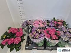 Hydrangea Mix 14Ø 40cm 7bl