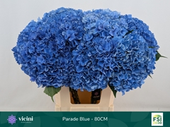 Hydrangea Royal Parade 80cm 20-22cm Hd