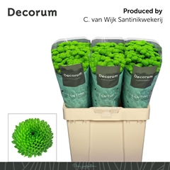 Chrysanth Santini Country 55cm 48gr.