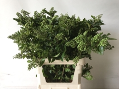 Ligustrum Ovalifolium Winter Jewel 100cm