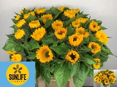 Helianthus Sunrich Gold 80cm