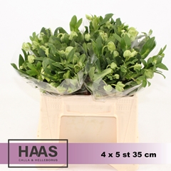 Helleborus Magnificent Bells 35cm