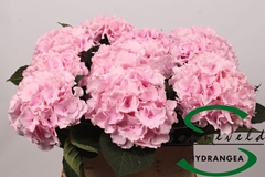 Hydrangea Lolly Pop Pink 80cm 15-17cm Hd