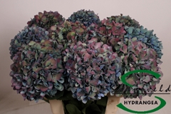 Hydrangea Pimpernel Classic 80cm 18-20cm Hd
