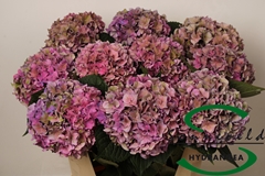 Hydrangea Rodeo Red Classic 75cm 16-18cm Hd