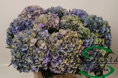 Hydrangea Royal Parade Classic 60cm 15-17cm Hd