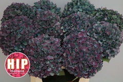 Hydrangea Pimpernel Classic 80cm 22-24cm Hd