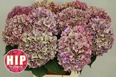 Hydrangea Rodeo Red Classic 60cm 16-18cm Hd