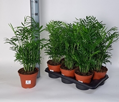 Chamaedorea Elegans 17Ø 55cm