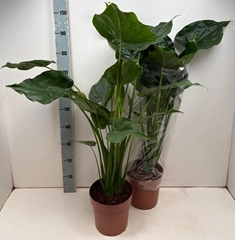 Alocasia Cucullata 21Ø 100cm