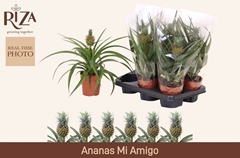 Ananas Mi Amigo 12Ø 30cm