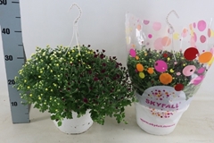 Chrysanthemum Skyfall Mix 25Ø 35cm