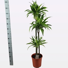 Dracaena Lemon Lime 24Ø 130cm