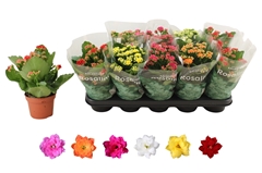 Kalanchoe Double Rosaline Mix 12Ø 27cm
