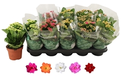 Kalanchoe Double Rosaline Mix 12Ø 27cm