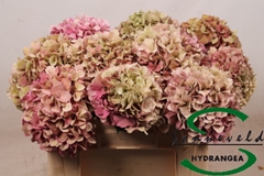Hydrangea Glowing Alps Classic 80cm 16-18cm Hd