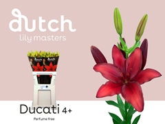 Lily Asiatic Ducati 90cm 4+
