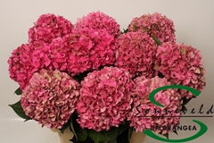 Hydrangea Glowing Alps Classic 75cm 15-17cm Hd