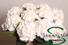 Hydrangea Royal Princess 60cm 8-10cm Hd