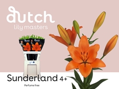 Lily La Sunderland 90cm 4+