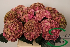 Hydrangea Royal Anastasia Classic 80cm 16-18cm Hd