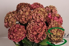 Hydrangea Royal Anastasia Classic 60cm 9-11cm Hd