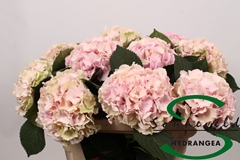 Hydrangea Lolly Pop Classic 75cm 14-16cm Hd
