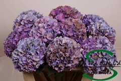 Hydrangea Rodeo Red Classic 80cm 16-18cm Hd
