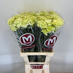 Dianthus Single Lady Chique 65cm