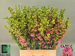 Consolida Regalis Qis Rose 70cm