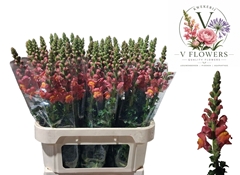 Antirrhinum Potomac Dark Orange 75cm